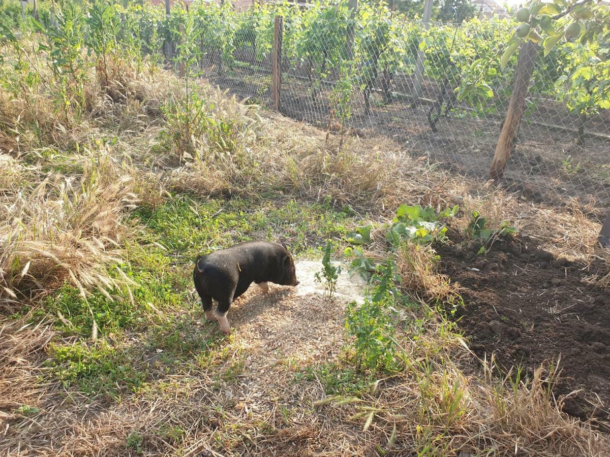 Penzion Jako Vino Булгари Экстерьер фото